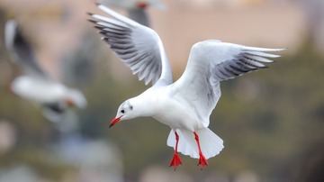 34593