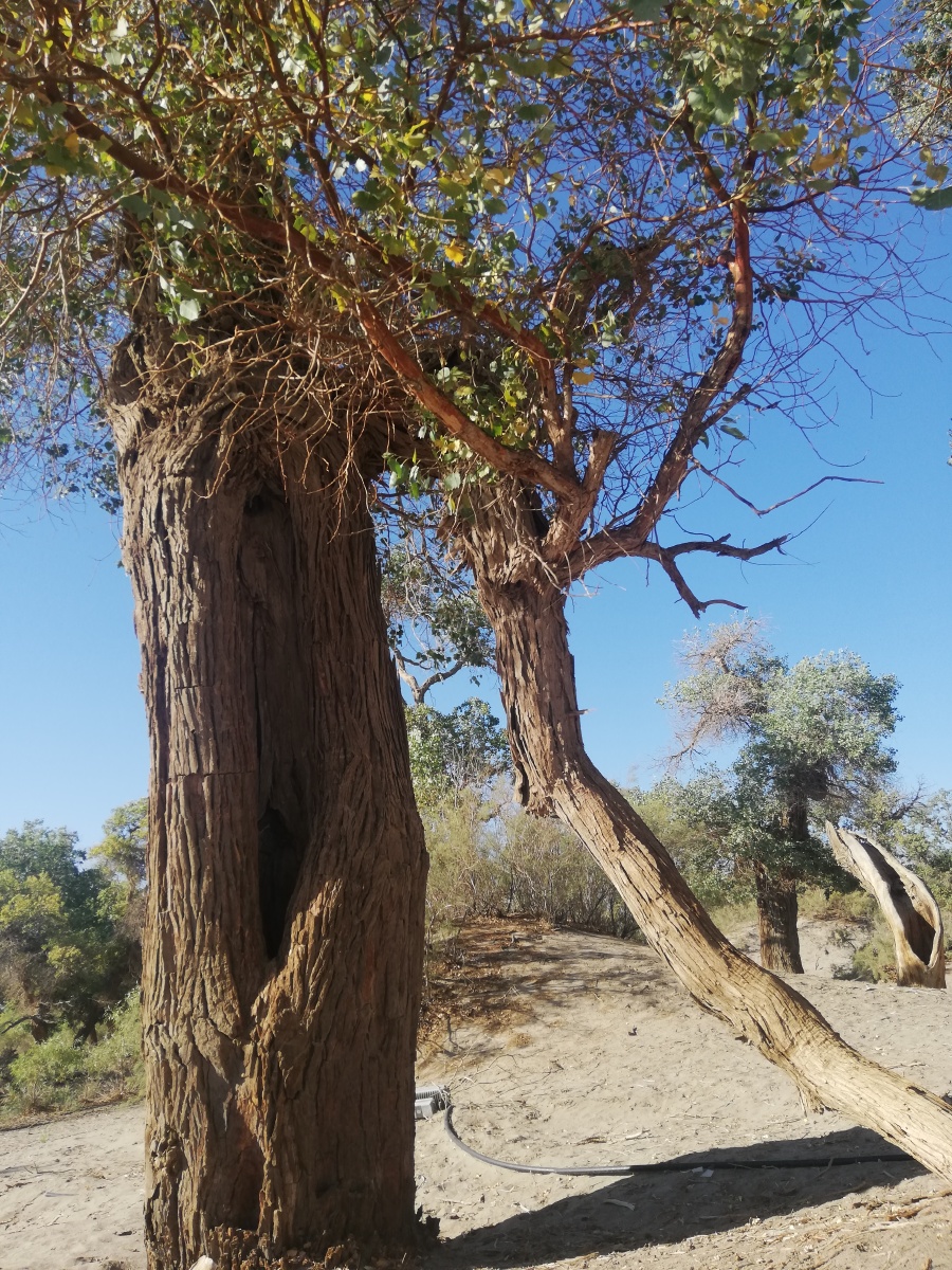 英雄树胡杨树常常被用来比喻守卫边疆的战士不畏艰险和困难为我国驻守