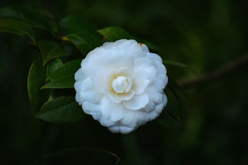 6590F3B9-705E-4D8D-B9B3-BEC733CF92A2/L0/001