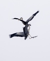 15355
