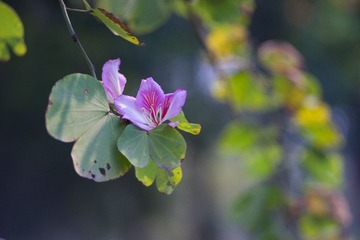 DSC03707-7