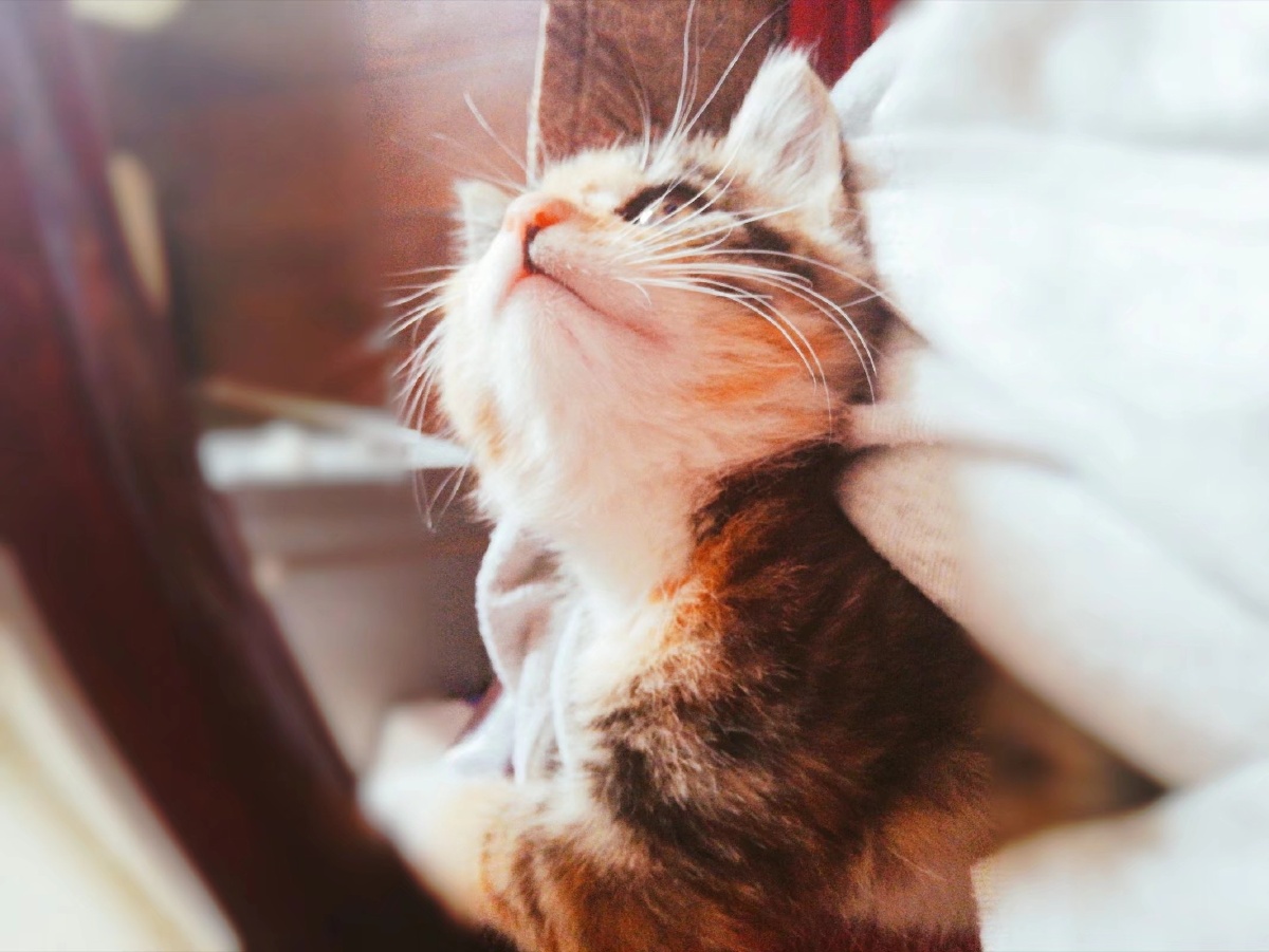 猫咪小可爱ruaruaruaruarua