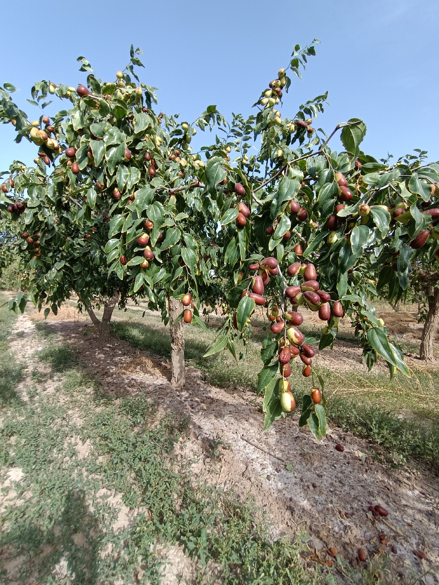 来自新疆红枣产区骏枣实图实景
