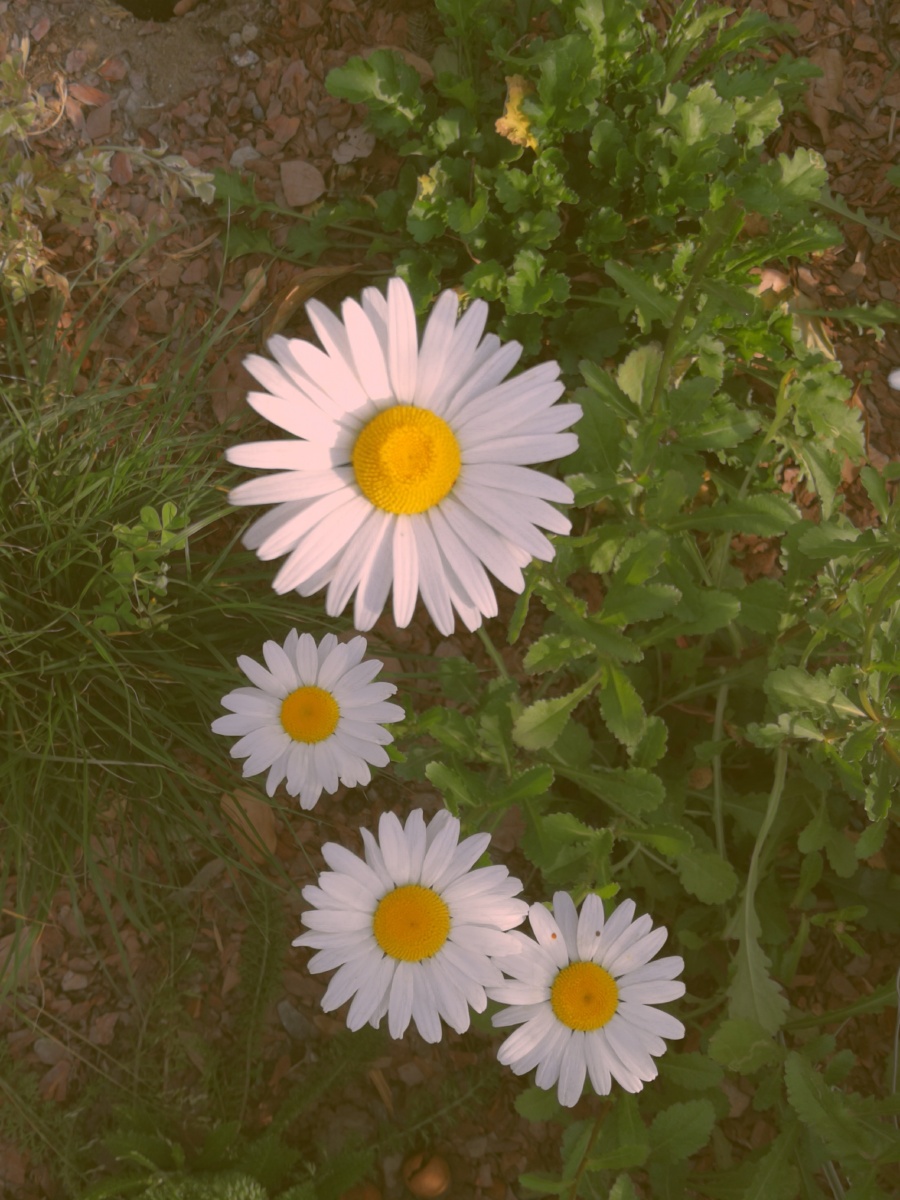 四朵小花竟有一丝排列之美