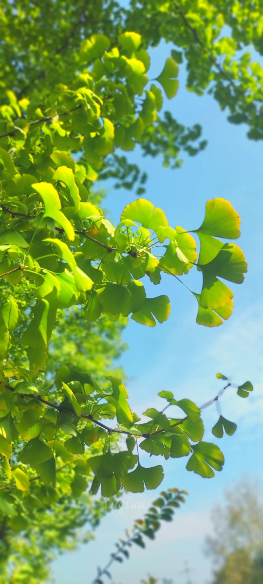 今日手机拍银杏叶