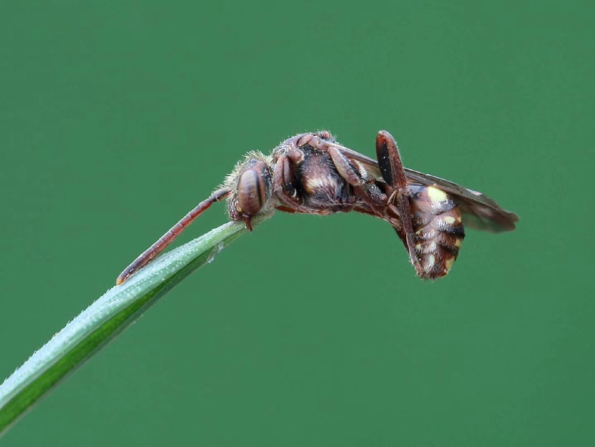 睡觉的蜂,睡觉时用牙齿咬住植物,神奇