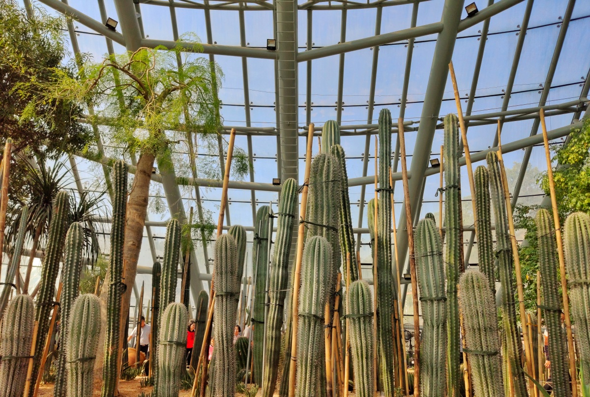植物园沙生植物