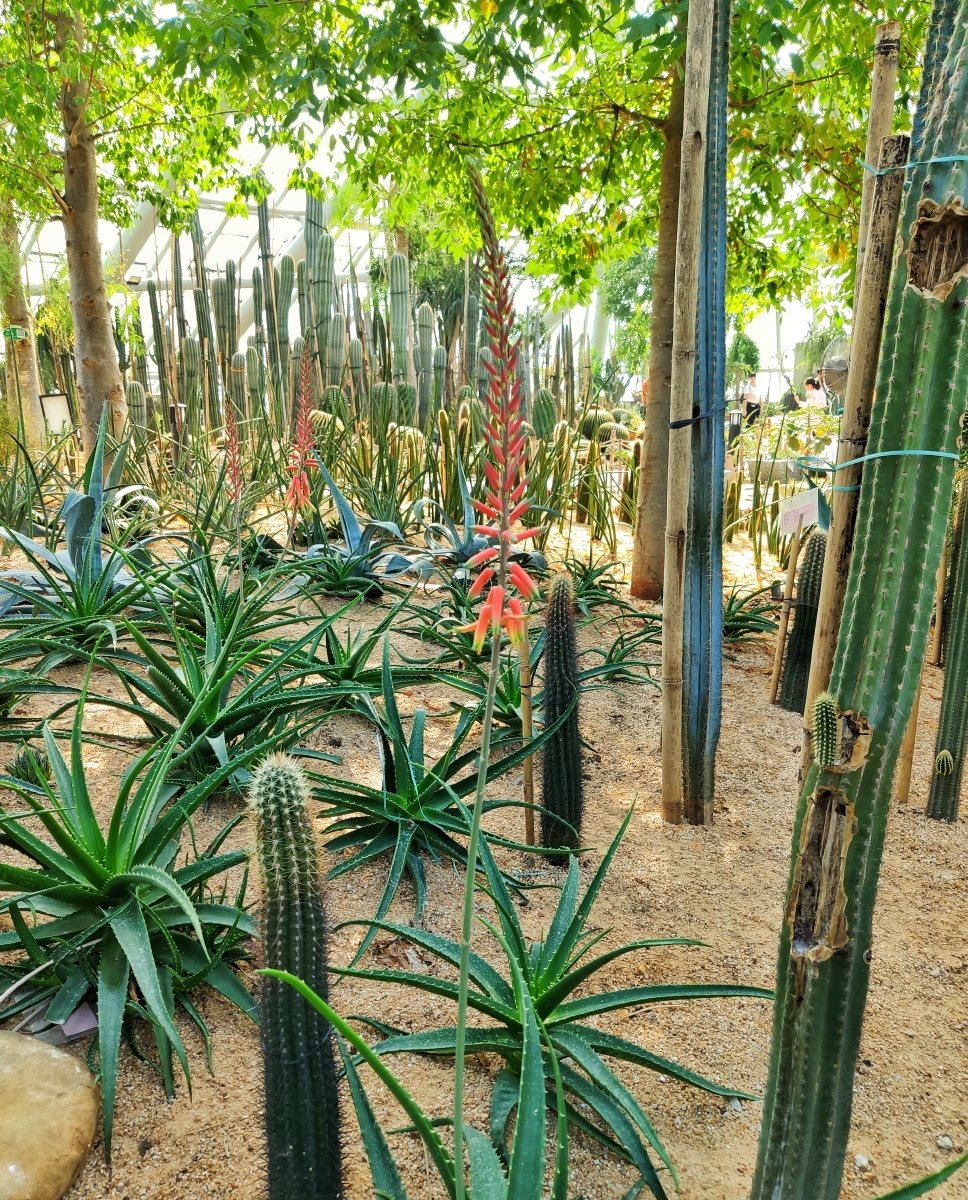 植物园沙生植物