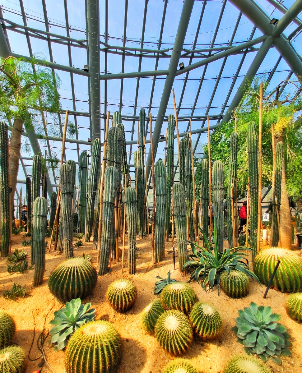 植物园沙生植物