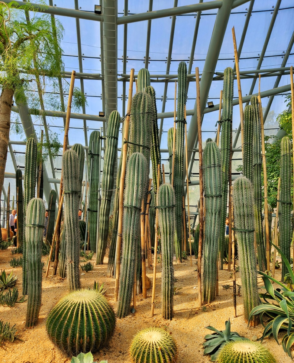 植物园沙生植物