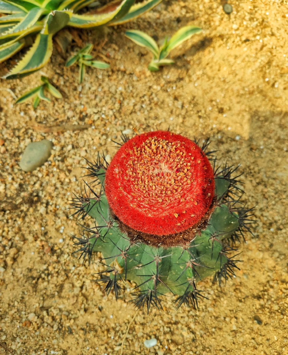 植物园-沙生植物 - 威利顾德 - 图虫