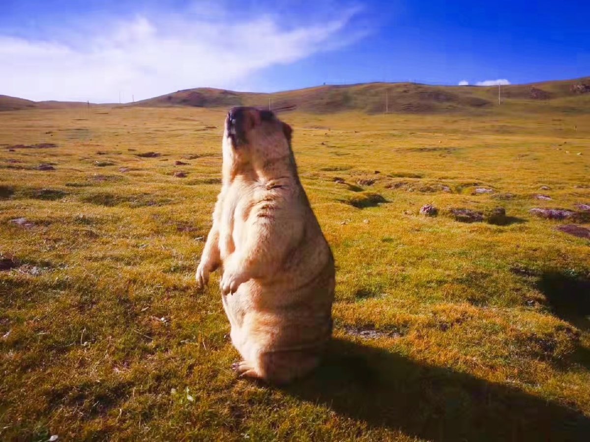来自青海草原的黄鼠