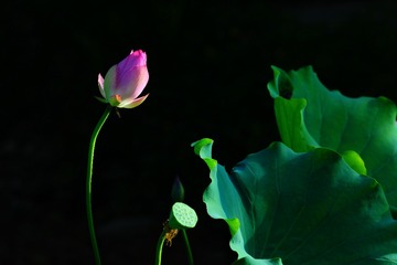 CB4B4663-11DA-4F29-B7D1-0D2DF80D8D8F/L0/001