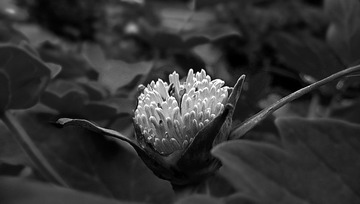 DSCF2716.jpg