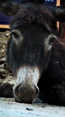 DSCF4012.jpg