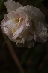 152145