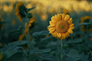 57621A45-C8E7-4017-B72E-FB93B7921426/L0/001