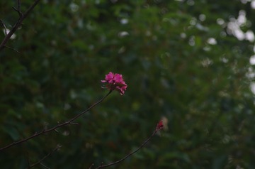 1000056629