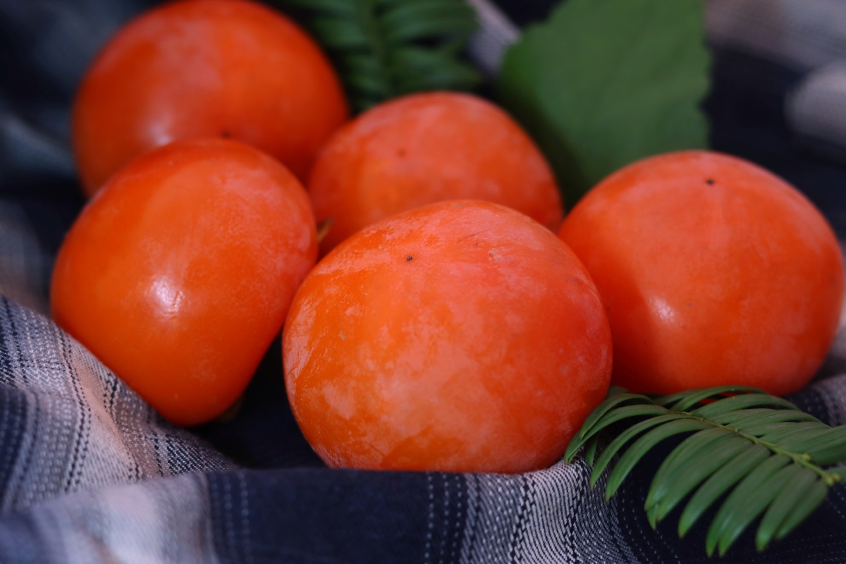 但行好柿莫问前程