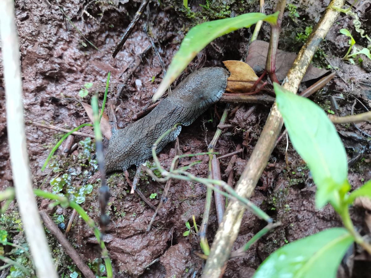 蛞蝓像没有壳的蜗牛有两个大拇指那么大呢拍照片的时候它正在吃那个