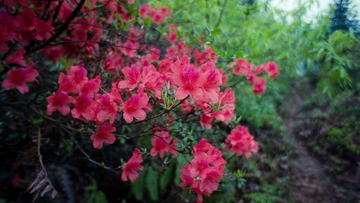 DSC05915-1.jpg