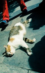 DSC07107.jpg