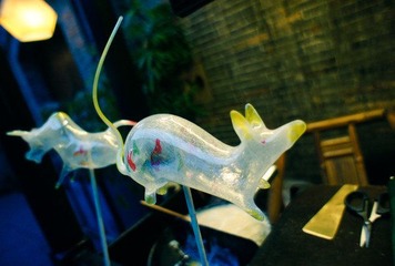 DSC07168.jpg