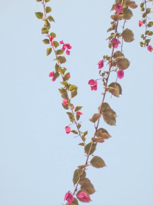 花<br />
