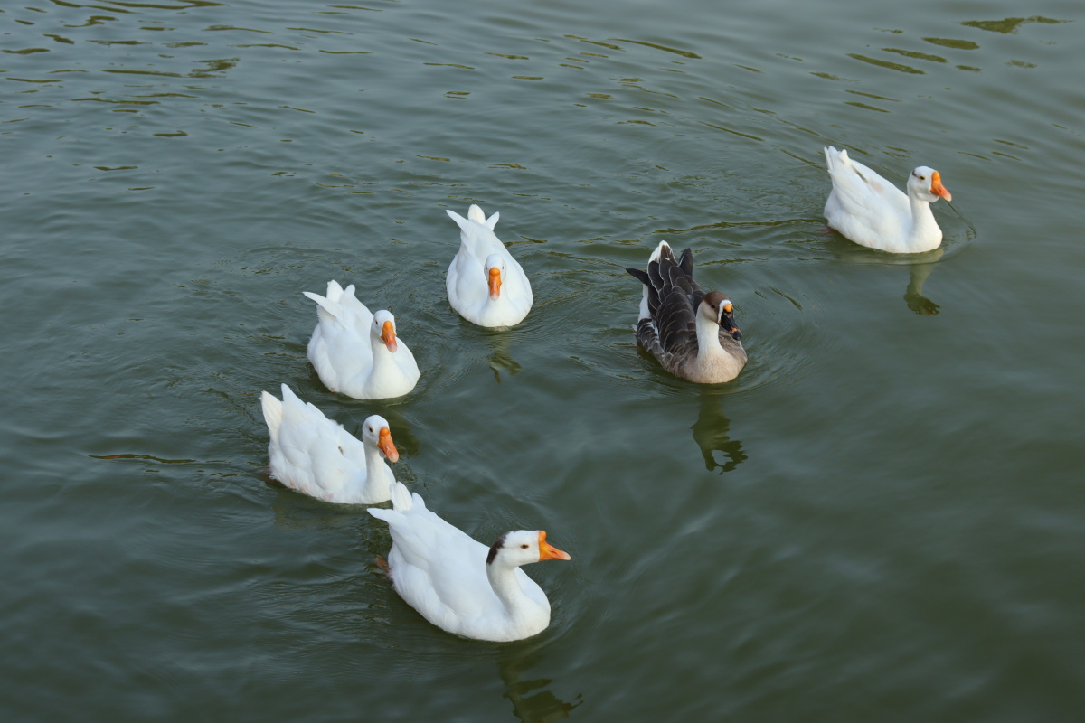 今日份照片是可爱的鸭鸭