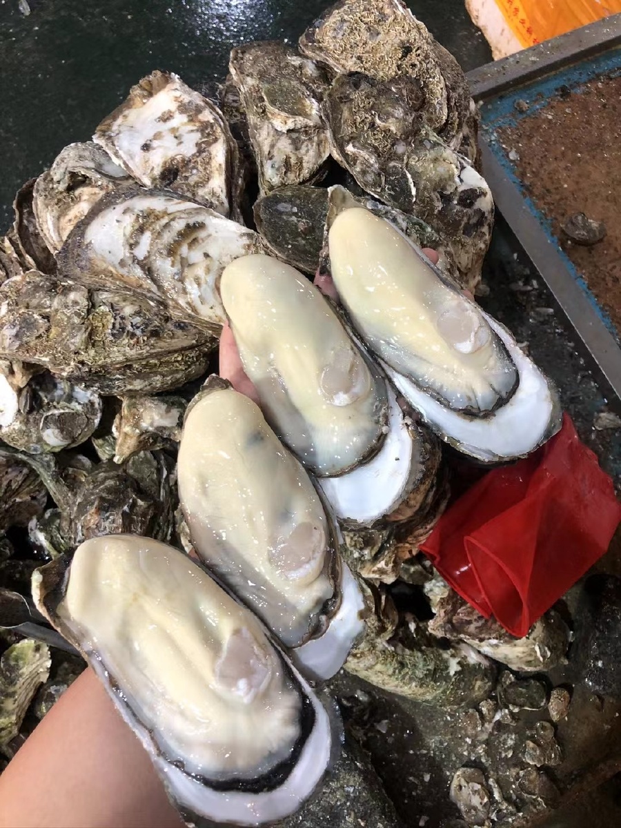生蚝- 生态海鲜生蚝 - 图虫