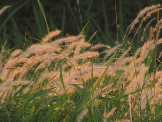 C99AF869-4E4F-4FF1-BBE9-159E9DCCD00B/L0/001