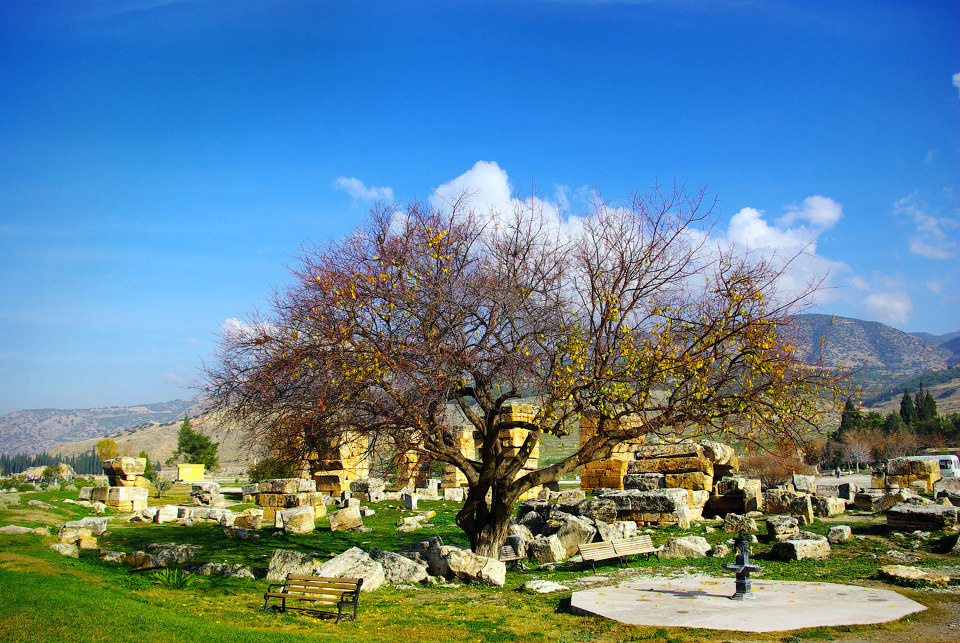 树-以佛所古城<br />
