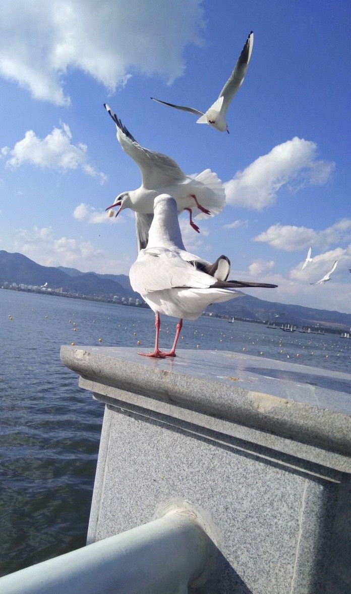 洱海的海鸥像不像是向往自由的我们