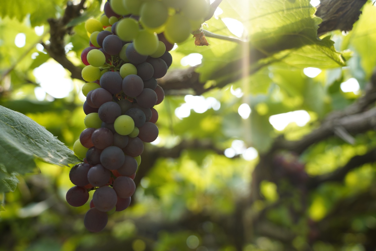 昌黎葡萄沟小镇 - 摄影师163162710608421 - 图虫