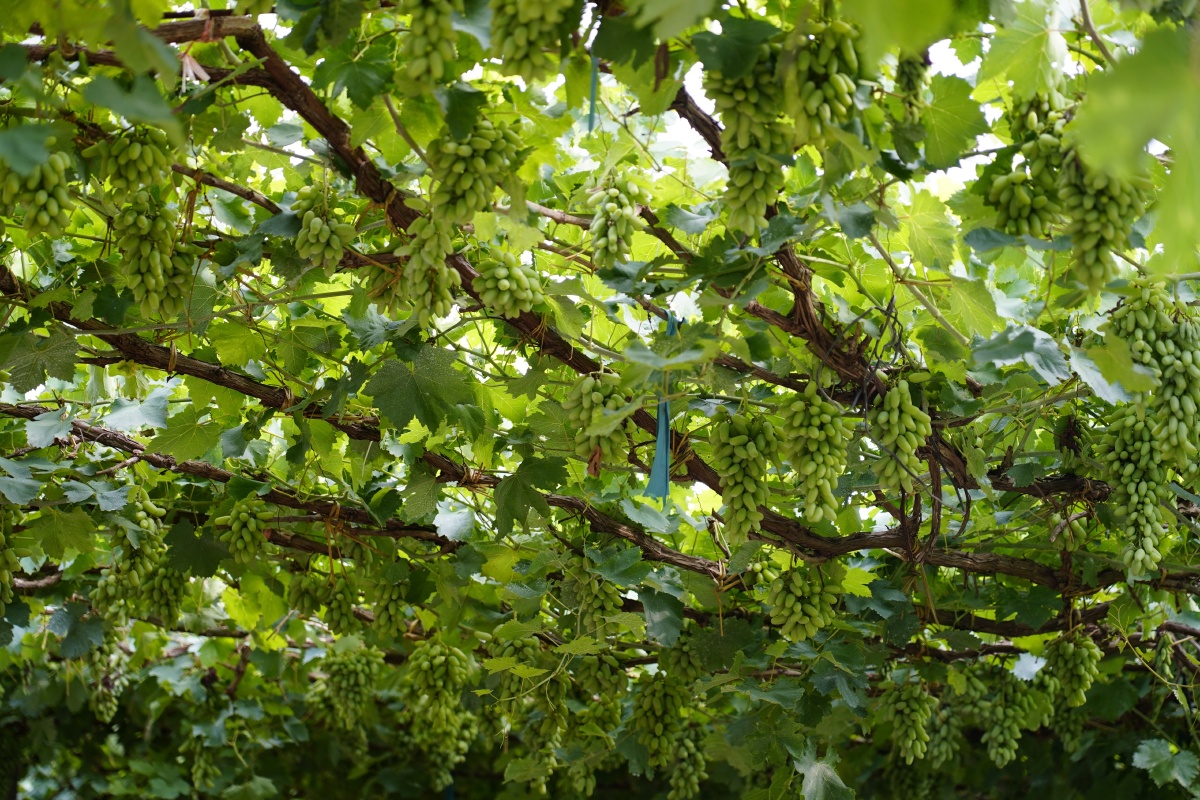 昌黎葡萄沟小镇 - 摄影师163162710608421 - 图虫