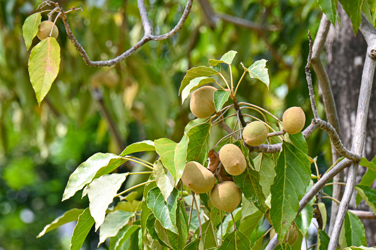 石栗食得的蜡果