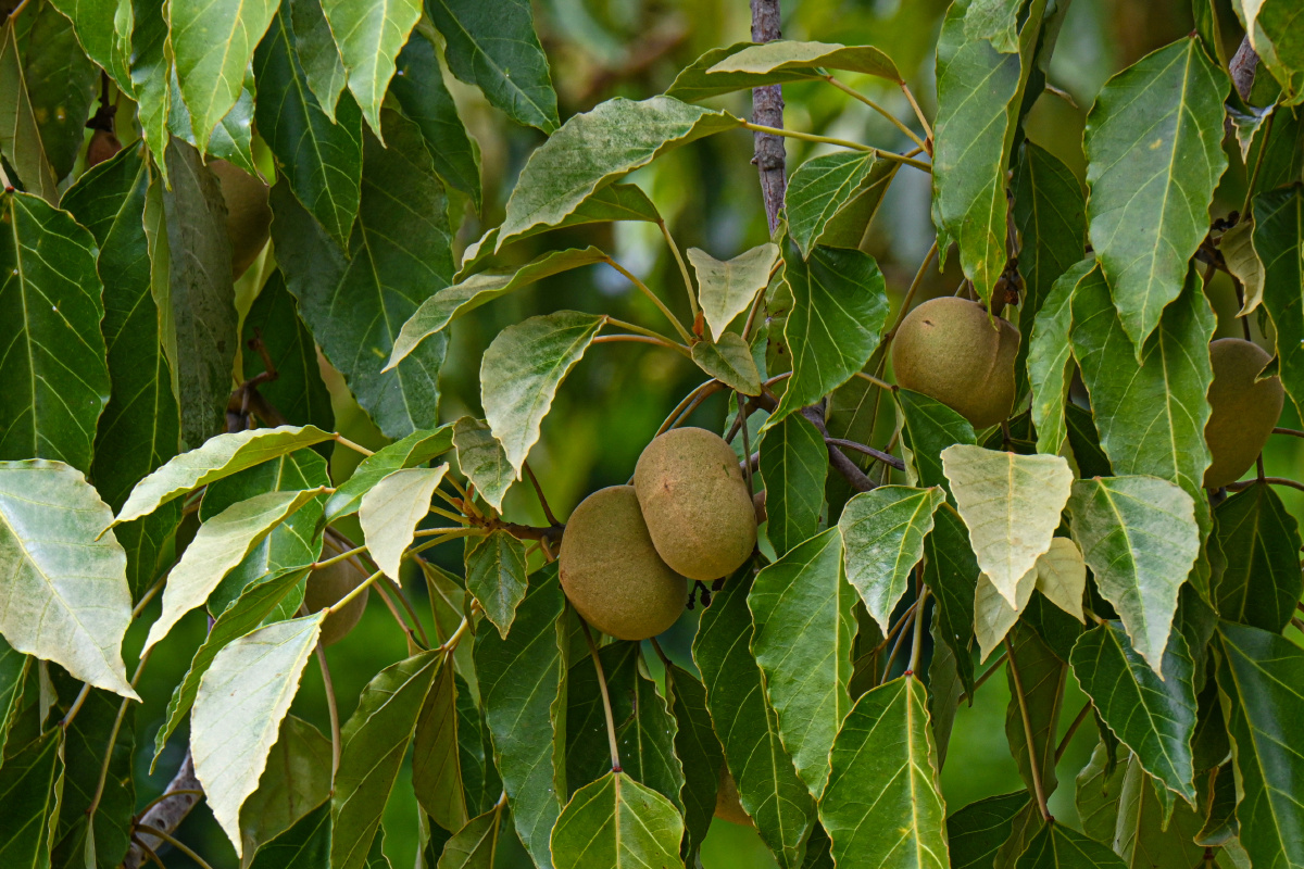 石栗 食得的蜡果 - 吴国明 - 图虫