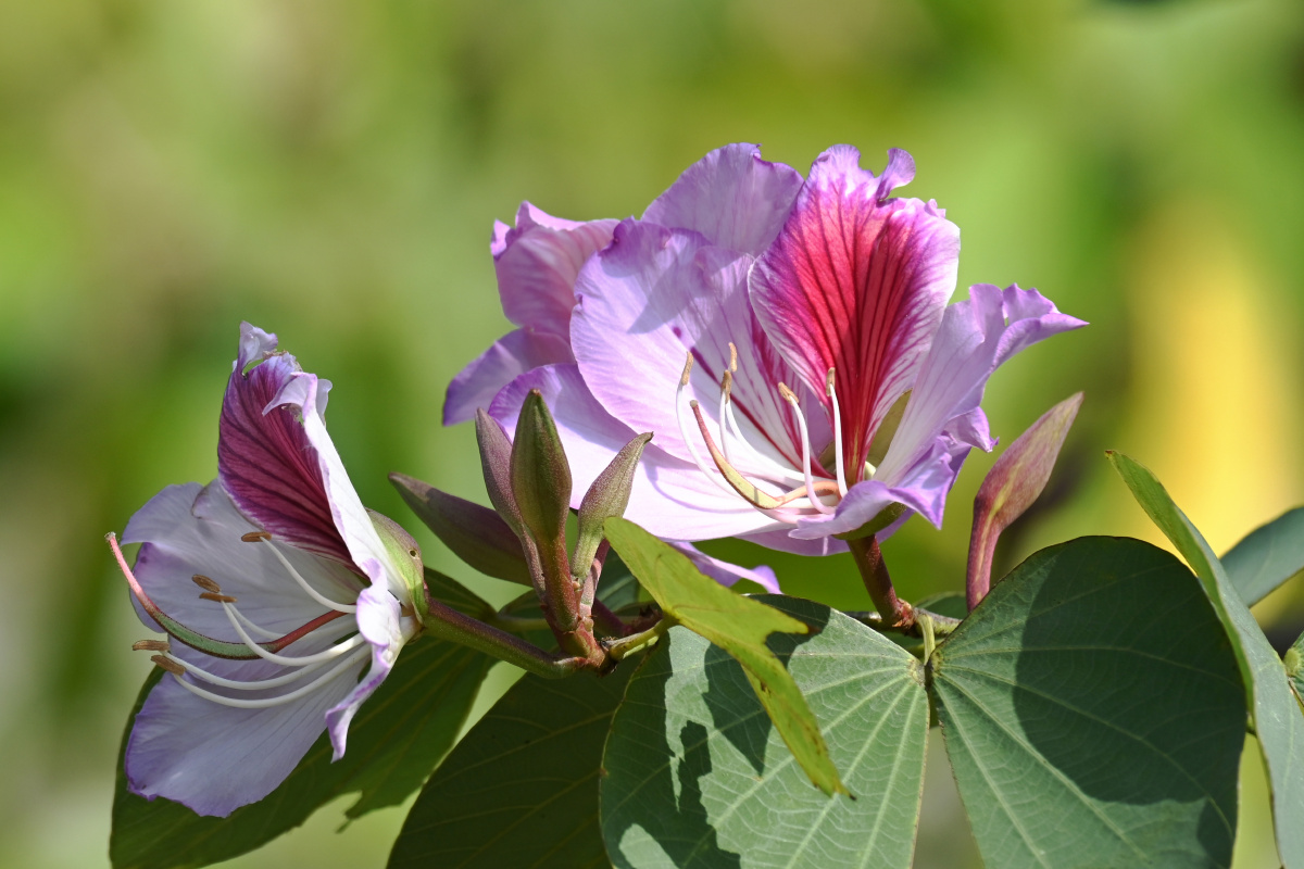 宫粉羊蹄甲 花语:矢志不渝 - 吴国明 - 图虫