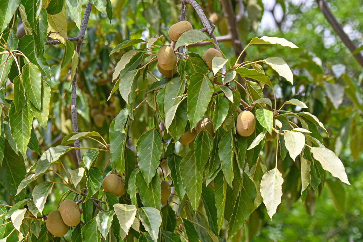 石栗 食得的蜡果 - 吴国明 - 图虫