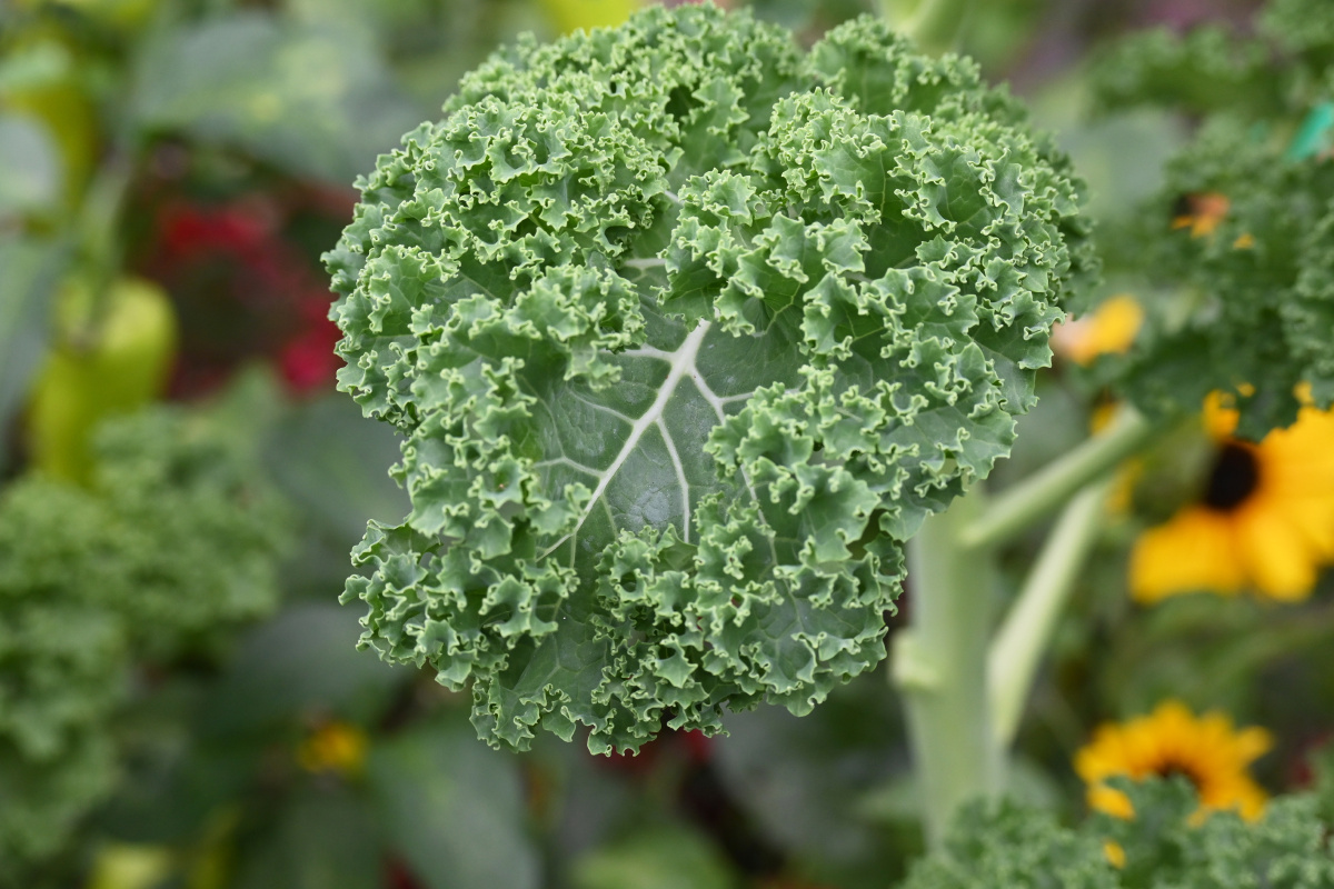 羽衣甘蓝-誉为绿色蔬菜之王 - 吴国明 - 图虫