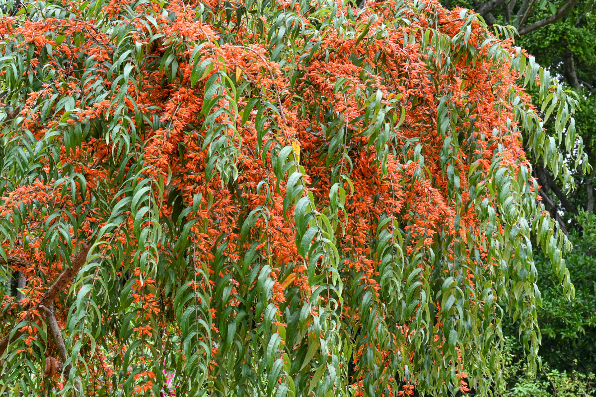 虾子花-壮观之美 - 吴国明 - 图虫