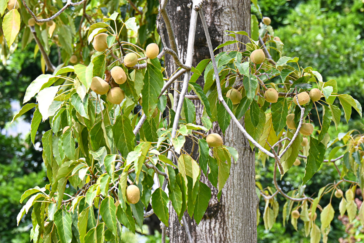 石栗食得的蜡果