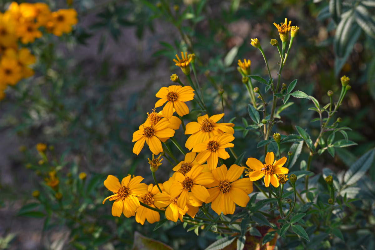香叶万寿菊 花语:健康长寿 - 吴国明 - 图虫