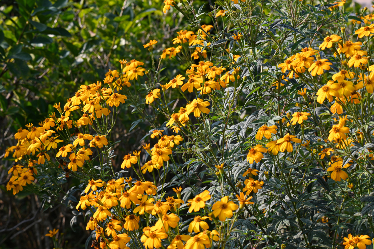 香叶万寿菊 花语:健康长寿