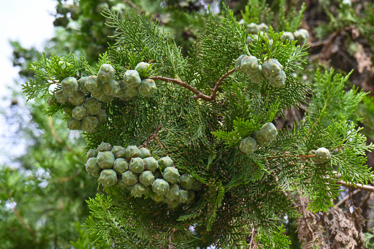 扁柏-北京市市树 - 吴国明 - 图虫