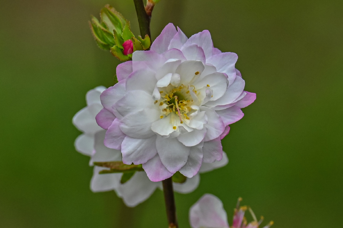 郁李花-花语:忠实,困难,纯情,安慰,最浪漫的爱情 - 吴国明 - 图虫
