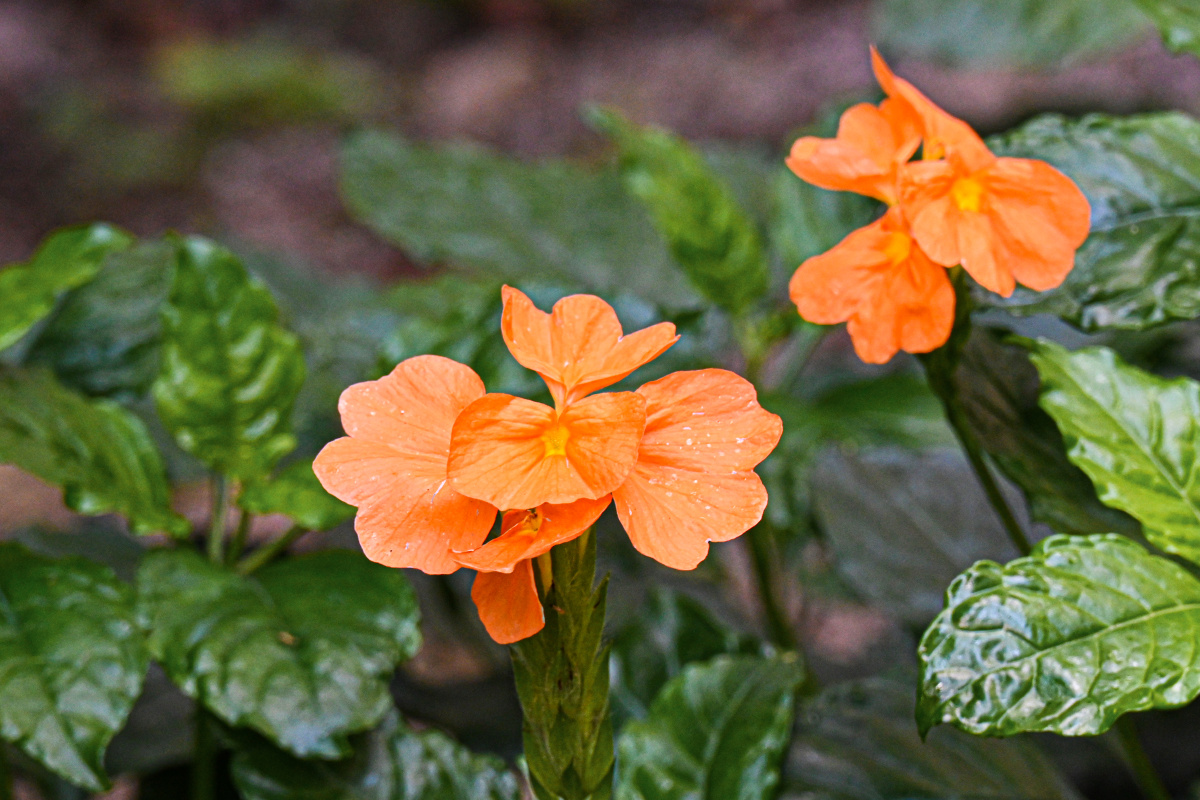 十字爵床花 像小鸟的尾巴 - 吴国明 - 图虫