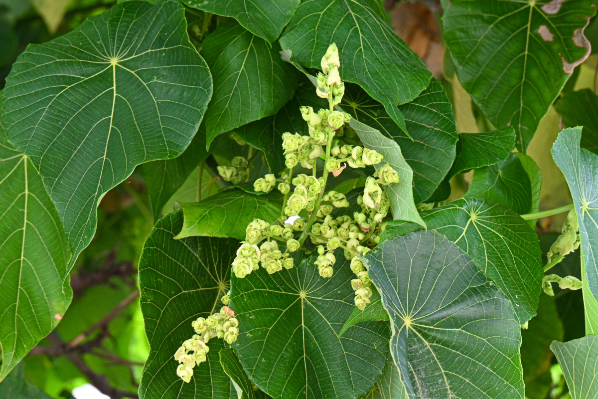 血桐 又称象耳 - 吴国明 - 图虫