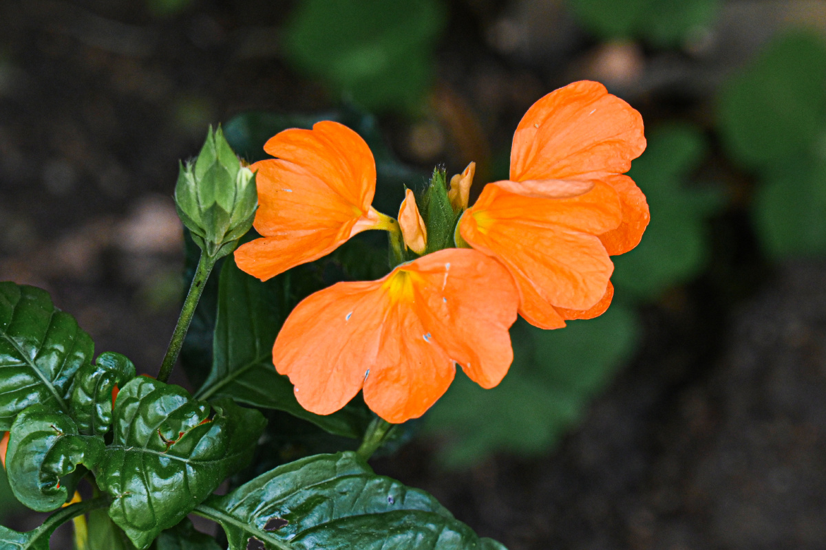 十字爵床花像小鸟的尾巴