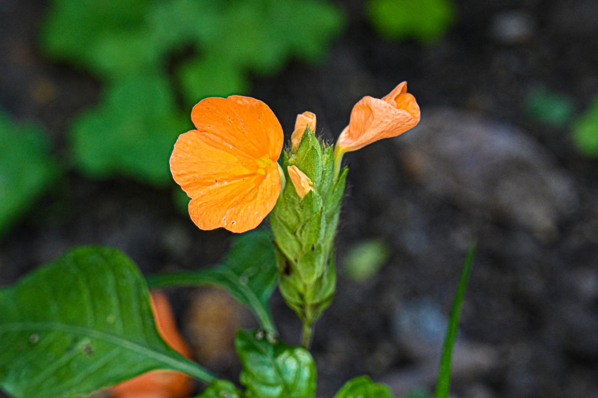 十字爵床花像小鸟的尾巴